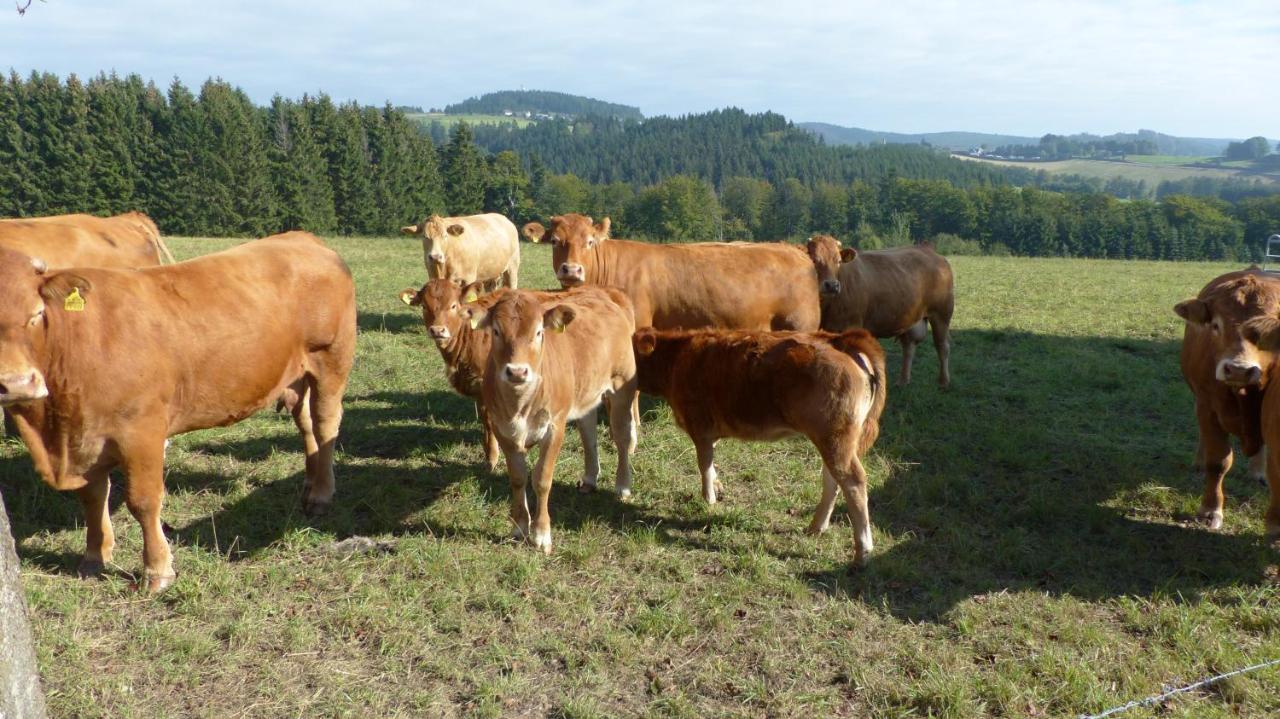 Aussichtsbauernhofpension Hof Gretchens Winterberg Ngoại thất bức ảnh